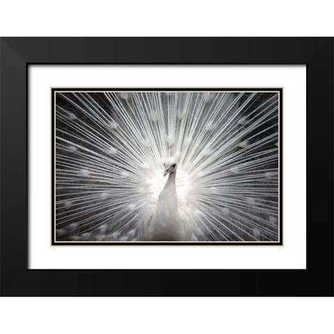 White Royal Black Modern Wood Framed Art Print with Double Matting by Allen, Kimberly