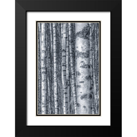 Birches 2 Black Modern Wood Framed Art Print with Double Matting by Allen, Kimberly