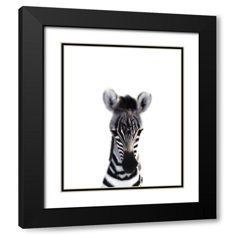 Baby Zebra Black Modern Wood Framed Art Print with Double Matting by Straatsma, Leah