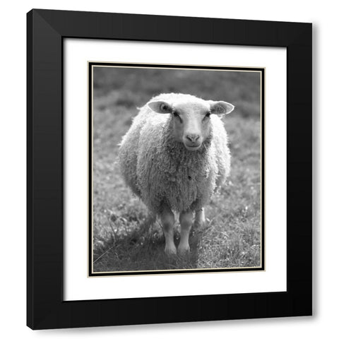 Cute Sheep Black Modern Wood Framed Art Print with Double Matting by Straatsma, Leah