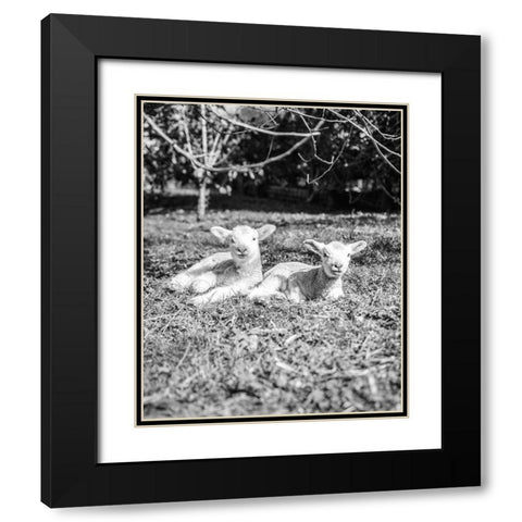Two Sheep Black Modern Wood Framed Art Print with Double Matting by Straatsma, Leah