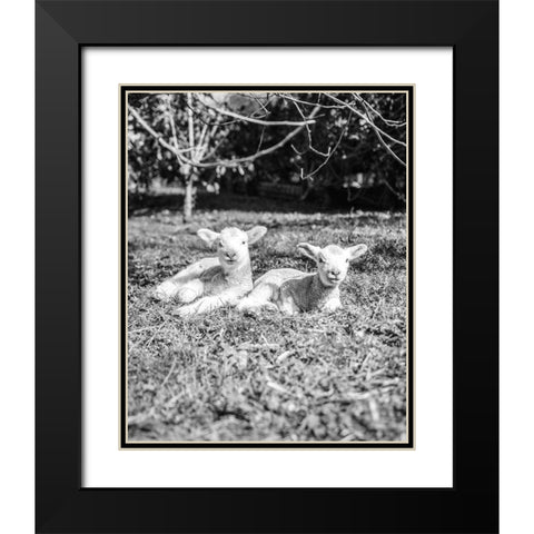 Two Sheep Black Modern Wood Framed Art Print with Double Matting by Straatsma, Leah
