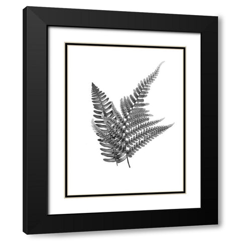 Fern Dueling 2 Black Modern Wood Framed Art Print with Double Matting by Prime, Marcus