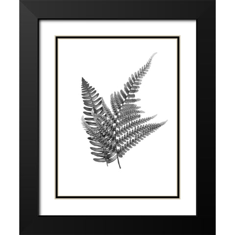 Fern Dueling 2 Black Modern Wood Framed Art Print with Double Matting by Prime, Marcus