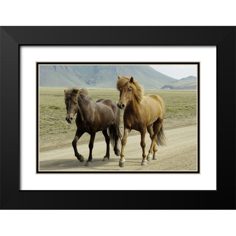Buddy Gallop Black Modern Wood Framed Art Print with Double Matting by Prime, Marcus