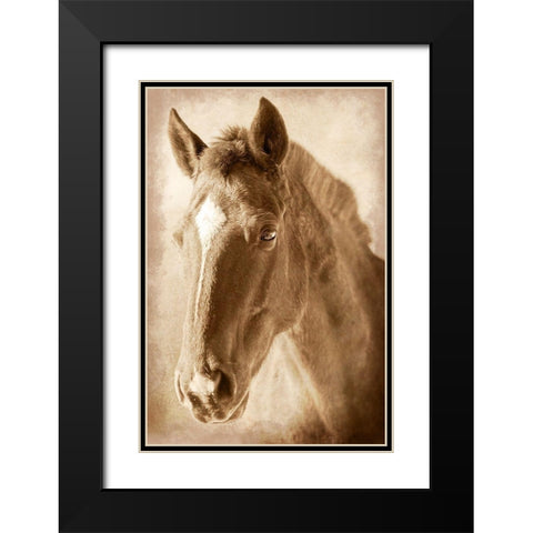 Wild Stallion 1 Black Modern Wood Framed Art Print with Double Matting by Prime, Marcus