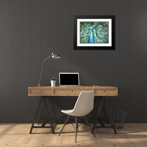 Looking Peacock Black Modern Wood Framed Art Print with Double Matting by Villa, Mlli