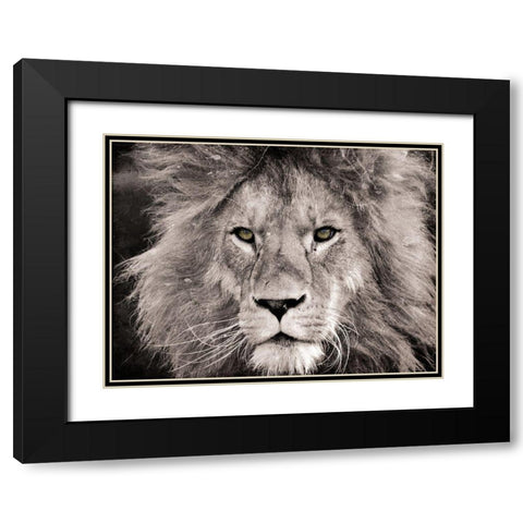 Lion Look Black Modern Wood Framed Art Print with Double Matting by Villa, Mlli