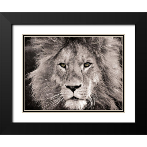 Lion Look Black Modern Wood Framed Art Print with Double Matting by Villa, Mlli