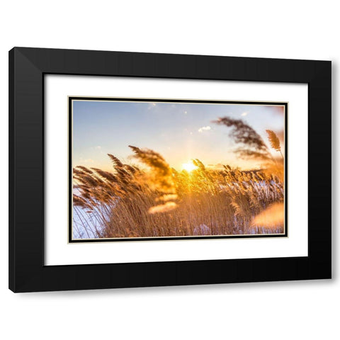 Marsh Grass Black Modern Wood Framed Art Print with Double Matting by Orlando