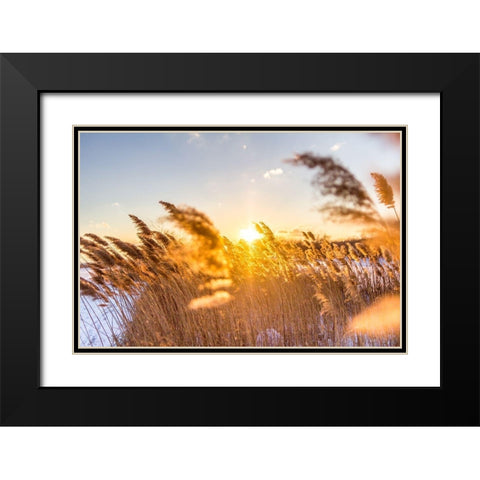 Marsh Grass Black Modern Wood Framed Art Print with Double Matting by Orlando