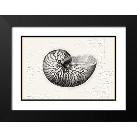 Shell Black Modern Wood Framed Art Print with Double Matting by Lula Bijoux and Company