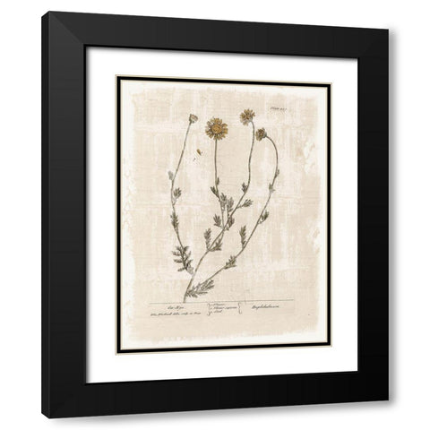 Farmhouse Flower 1 Black Modern Wood Framed Art Print with Double Matting by Lula Bijoux and Company