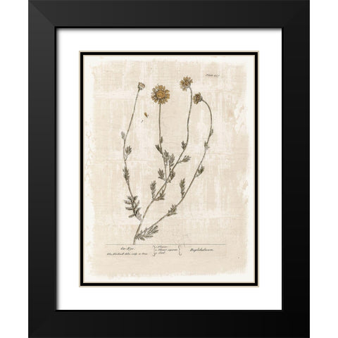 Farmhouse Flower 1 Black Modern Wood Framed Art Print with Double Matting by Lula Bijoux and Company