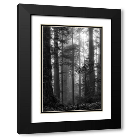 North Coast Redwoods BW Black Modern Wood Framed Art Print with Double Matting by Poinski, Dianne
