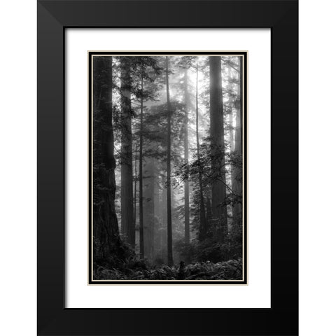 North Coast Redwoods BW Black Modern Wood Framed Art Print with Double Matting by Poinski, Dianne