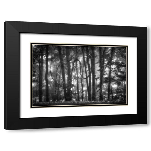Into the Woods 2 BW Black Modern Wood Framed Art Print with Double Matting by Poinski, Dianne