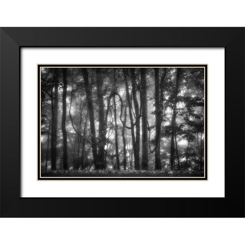 Into the Woods 2 BW Black Modern Wood Framed Art Print with Double Matting by Poinski, Dianne