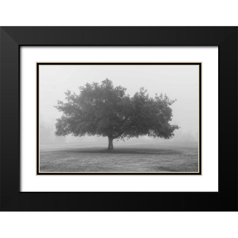 Trees in Fog BW Black Modern Wood Framed Art Print with Double Matting by Poinski, Dianne