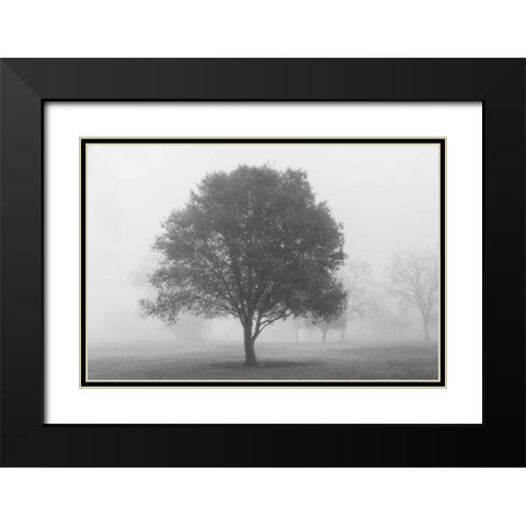 Trees in Fog BW Black Modern Wood Framed Art Print with Double Matting by Poinski, Dianne