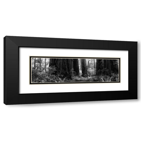 Redwoods Black Modern Wood Framed Art Print with Double Matting by Rowland, Joseph