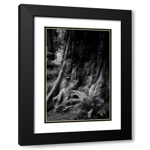 Ancient Trunk Black Modern Wood Framed Art Print with Double Matting by Rowland, Joseph