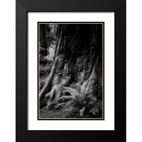 Ancient Trunk Black Modern Wood Framed Art Print with Double Matting by Rowland, Joseph