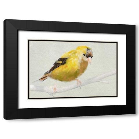 Goldfinch Black Modern Wood Framed Art Print with Double Matting by Butcher, Sarah