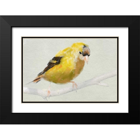 Goldfinch Black Modern Wood Framed Art Print with Double Matting by Butcher, Sarah