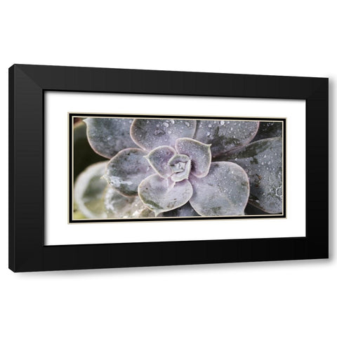 Succulent 1 Black Modern Wood Framed Art Print with Double Matting by Brown, Victoria