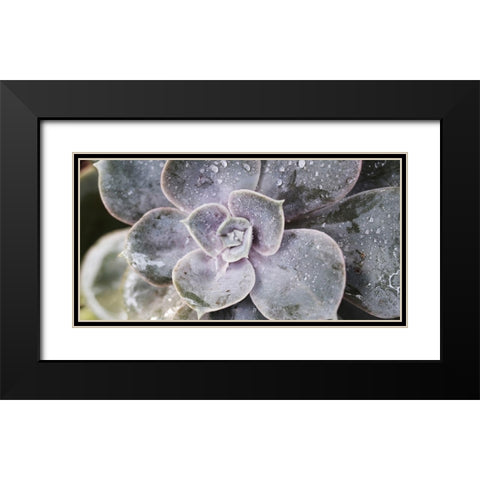 Succulent 1 Black Modern Wood Framed Art Print with Double Matting by Brown, Victoria