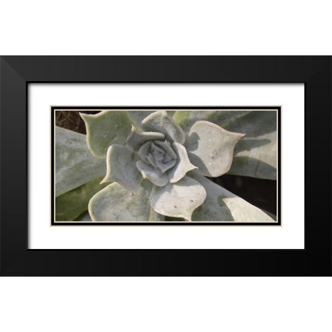 Succulent 2 Black Modern Wood Framed Art Print with Double Matting by Brown, Victoria