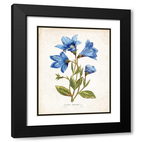 Botanical II Black Modern Wood Framed Art Print with Double Matting by Nan