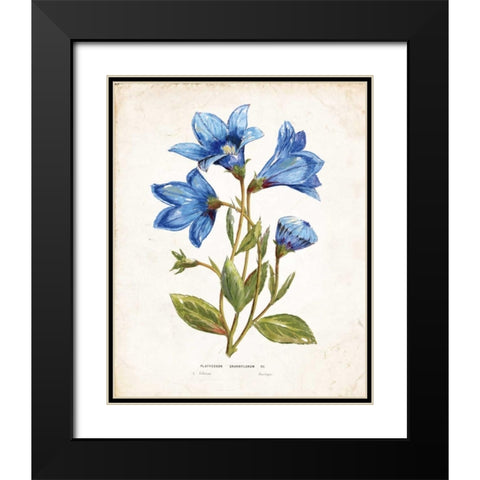 Botanical II Black Modern Wood Framed Art Print with Double Matting by Nan