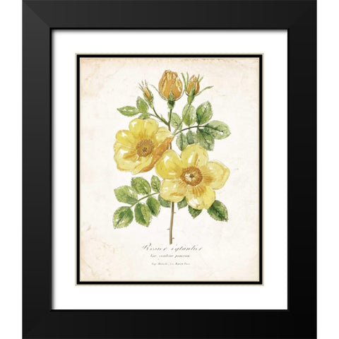 Botanical IV Black Modern Wood Framed Art Print with Double Matting by Nan