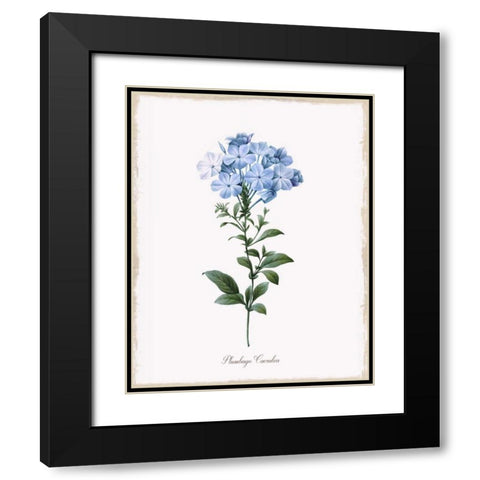 Cape Leadwort Black Modern Wood Framed Art Print with Double Matting by Donovan, Kelly