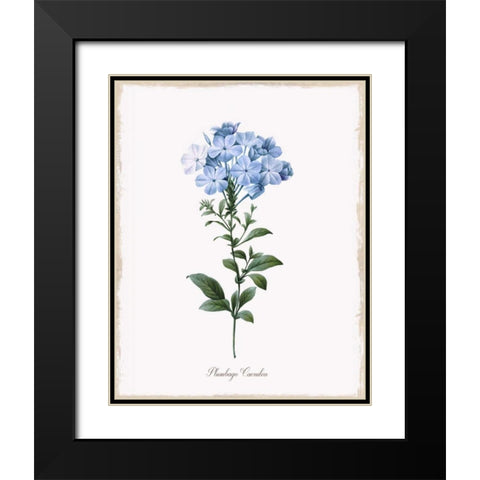Cape Leadwort Black Modern Wood Framed Art Print with Double Matting by Donovan, Kelly