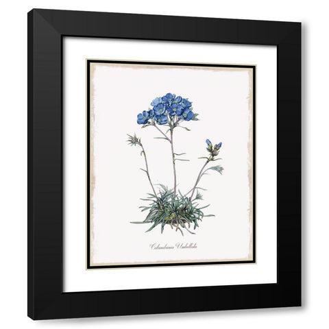 Caladrinia Black Modern Wood Framed Art Print with Double Matting by Donovan, Kelly