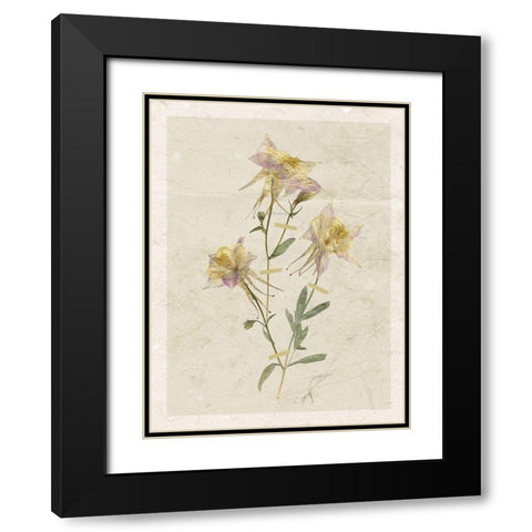 Pressed Columbine Black Modern Wood Framed Art Print with Double Matting by Robinson, Carol