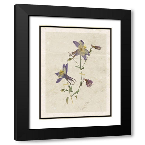 Pressed Columbine Black Modern Wood Framed Art Print with Double Matting by Robinson, Carol