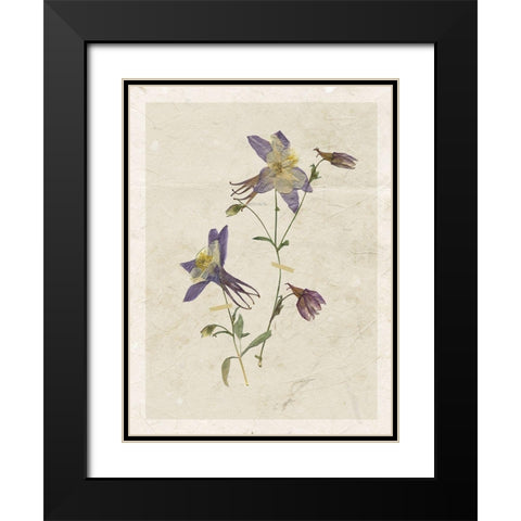 Pressed Columbine Black Modern Wood Framed Art Print with Double Matting by Robinson, Carol