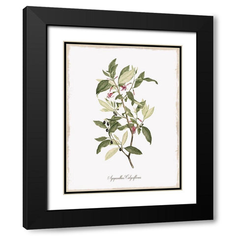 Botanical Black Modern Wood Framed Art Print with Double Matting by Donovan, Kelly