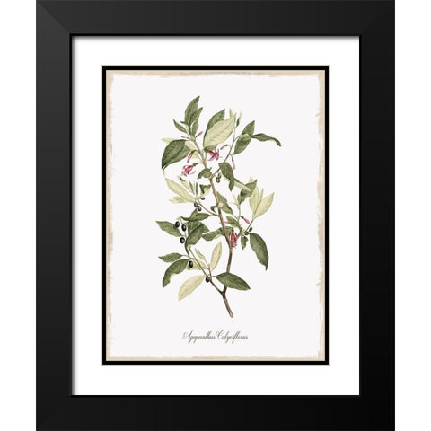 Botanical Black Modern Wood Framed Art Print with Double Matting by Donovan, Kelly