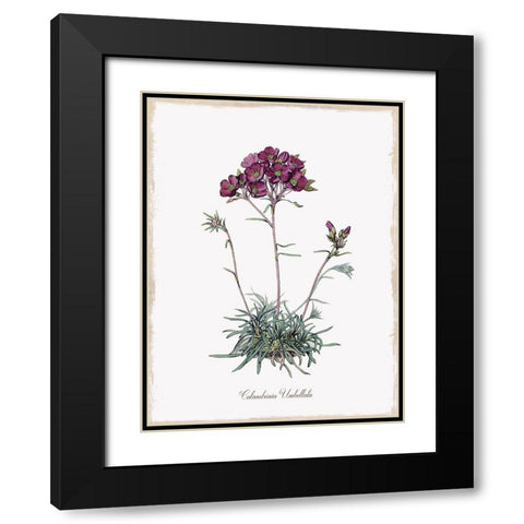 Botanical Black Modern Wood Framed Art Print with Double Matting by Donovan, Kelly