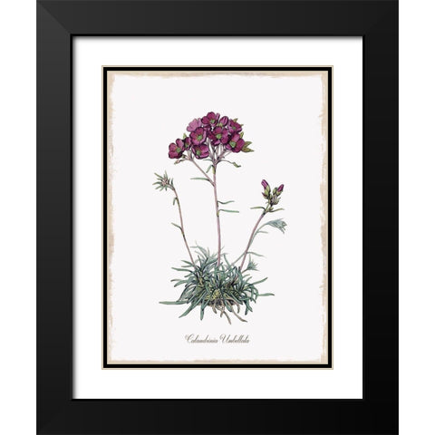 Botanical Black Modern Wood Framed Art Print with Double Matting by Donovan, Kelly