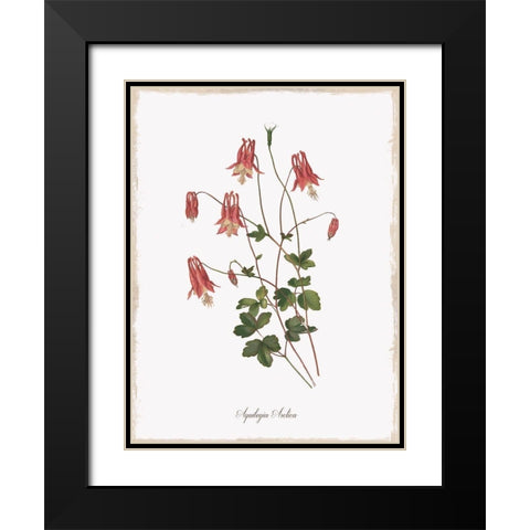 Botanical Columbine Black Modern Wood Framed Art Print with Double Matting by Donovan, Kelly