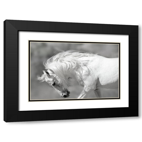 White Stallion Black Modern Wood Framed Art Print with Double Matting by Klopfer, Lee
