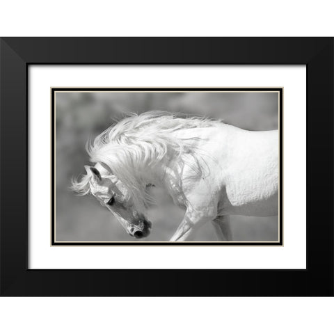 White Stallion Black Modern Wood Framed Art Print with Double Matting by Klopfer, Lee