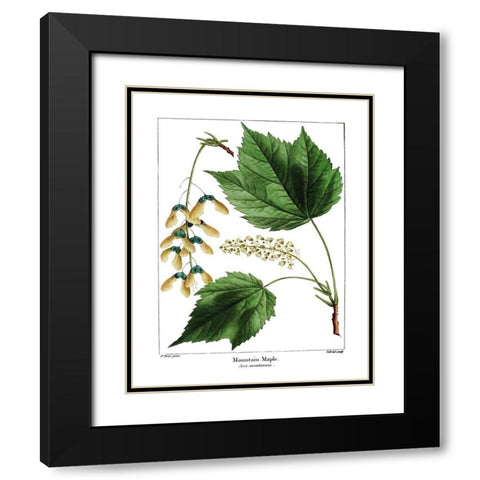 Mountain Maple Black Modern Wood Framed Art Print with Double Matting by Donovan, Kelly