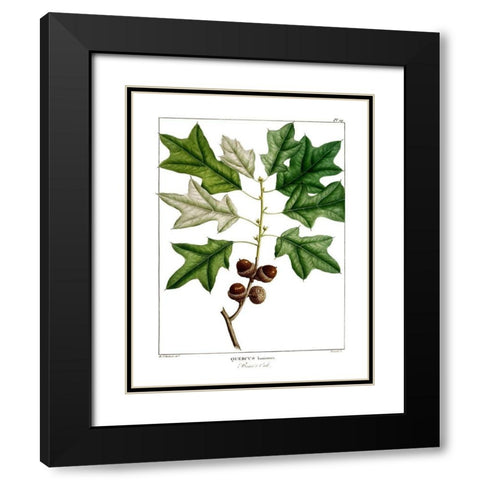Bears Oak Black Modern Wood Framed Art Print with Double Matting by Donovan, Kelly